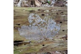 Op zoek naar de ''winter''