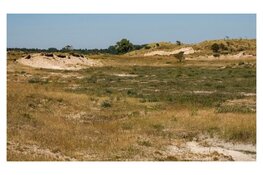 PWN verwijdert dennenbos in Bergen aan Zee