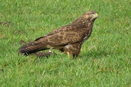 Doinlankies nog steeds doinmeertjes op zondag 7 januari 2024?