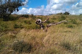 Laat je verrassen door wonderen in de natuur. Wandeling vanuit de Schaapskooi