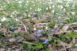 Wimmenummer duinlandjes: nat, natter, natst