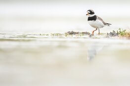 Broedvogels op het Groene Strand in Camperduin