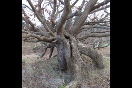 Duin- en strandwandeling in Bergen aan Zee