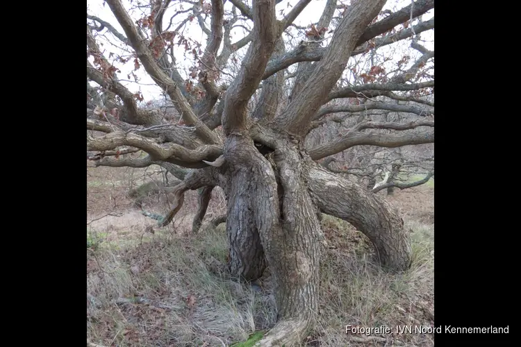 Duin- en strandwandeling in Bergen aan Zee