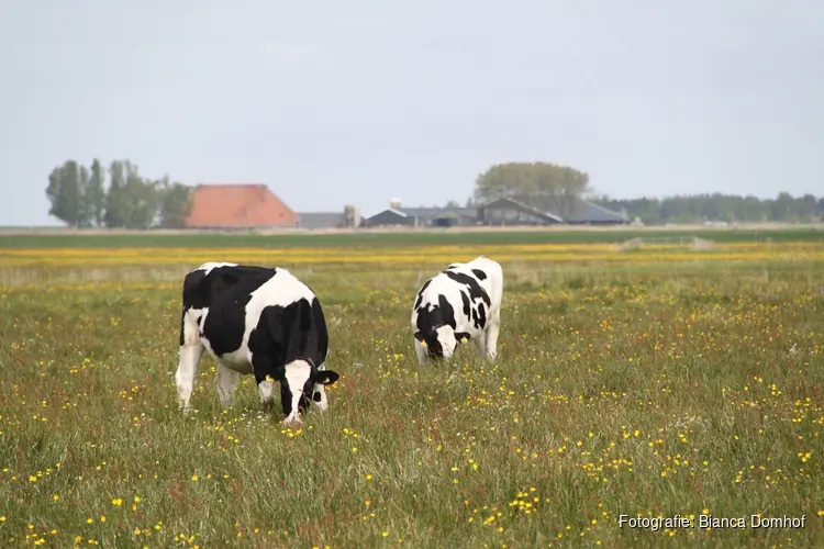 Kruidenrijk grasland voor lokale boeren en biodiversiteit