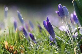 Laatste week van maart wisselvallig, richting Pasen iets zachter