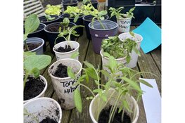 Plantjes-Ruil-Dag bij Welzijn Bergen