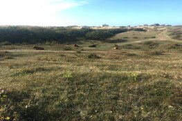 Op zoek naar grazers in de duinen