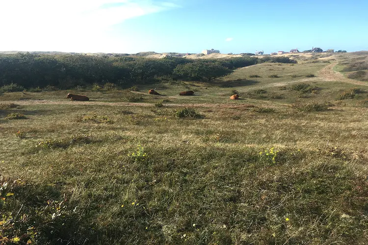 Op zoek naar grazers in de duinen