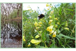 Voorjaarswandeling in de duinen bij de Duinheide Bergen op zondag 9 juni