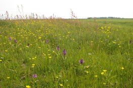 Wandelexcursie Weide Nes Bergen