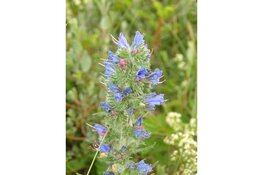 Zondag 7 juli 2024 bloeit er van alles in de duinen