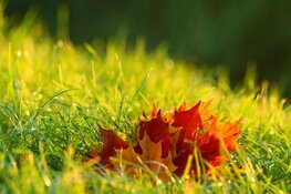Ook komende herfstweek zacht met af en toe buien