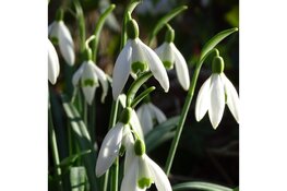 De laatste wintergasten op zondag 2 maart 2025