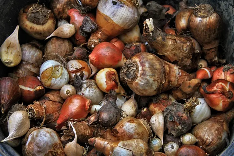 Gemeente Bergen start pilot voor biologische bollenteelt