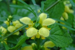 Stinzenplantenfeest op zondag 6 april 2025