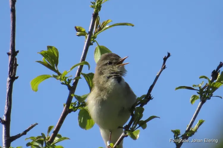 Wandel mee naar de lente in het duin!