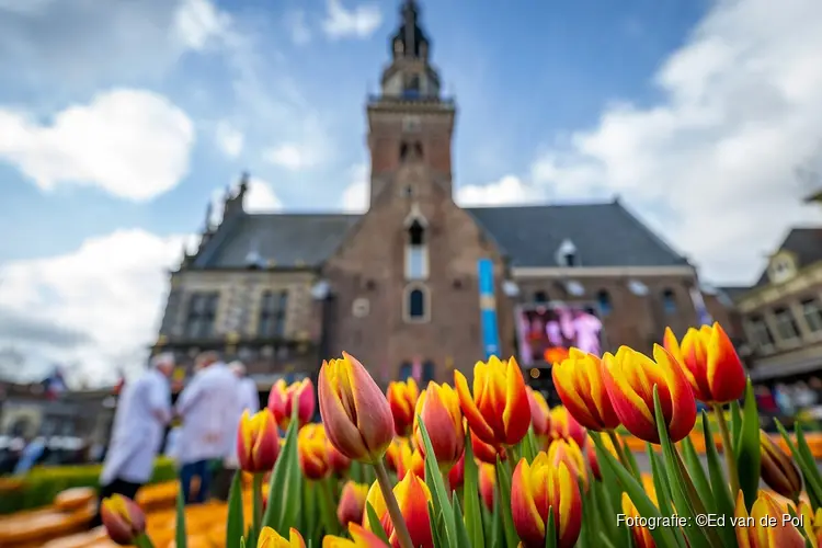 20.000 tulpen en 30.000 kilo kaas – De Alkmaarse Tulpenkaasmarkt is een bijzondere!