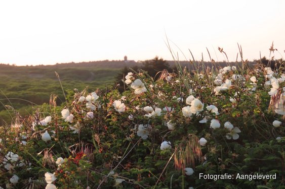 In mei kleurt het duin weer wit