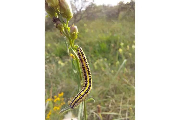 Mei horen en zien in de duinen