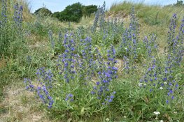 IVN-wandeling op de Westert en de Bleek Met de IVN gidsen struinen door de duinen