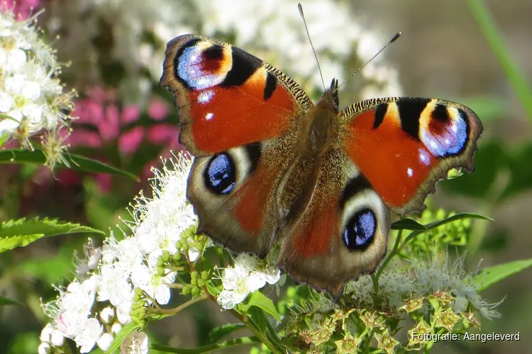 Feest van de natuur! Zondag 6 juli 2025