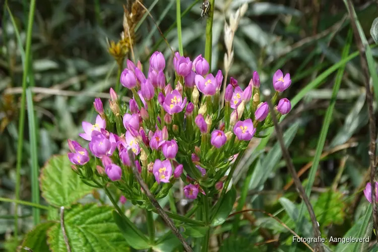 Wandeling in de Wimmenummerduinen op zondag 6 juli 2025