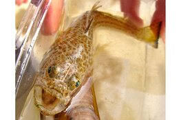 Vissen, garnalen, krabben en vooral veel plezier