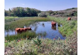 IVN-wandeling op de Westert en de Bleek Zomerse avondwandeling door eeuwenoud duinlandschap