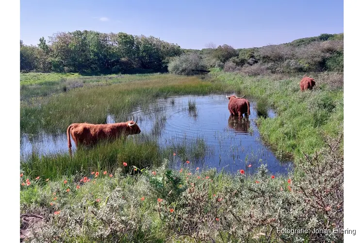 IVN-wandeling op de Westert en de Bleek Zomerse avondwandeling door eeuwenoud duinlandschap