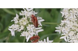 Insecten in de duinen van Wimmenum op zondag 3 augustus 2025