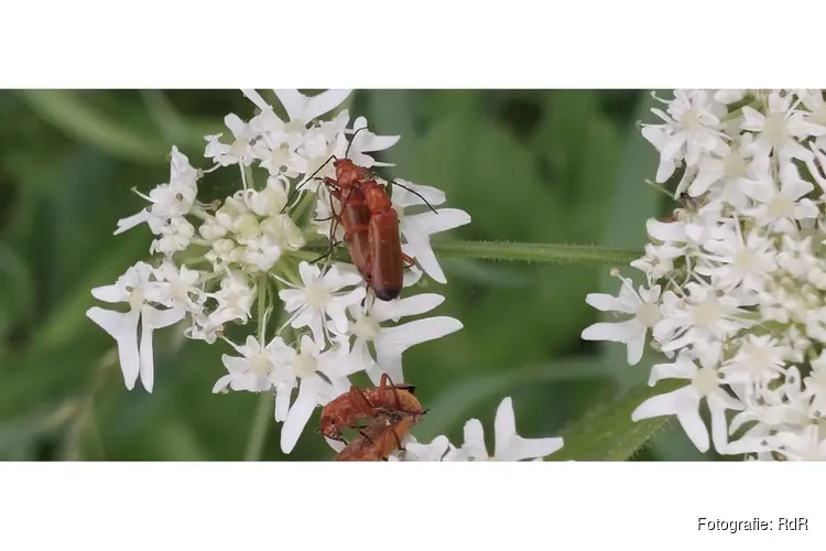 Insecten in de duinen van Wimmenum op zondag 3 augustus 2025