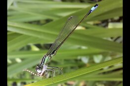 Eten en gegeten worden