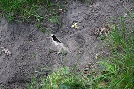 Paard trapt gasleiding lek in de duinen van Egmond