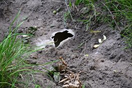 Paard trapt gasleiding lek in de duinen van Egmond