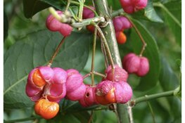 Natuurwandeling: Op zoek naar de Herfstbessen