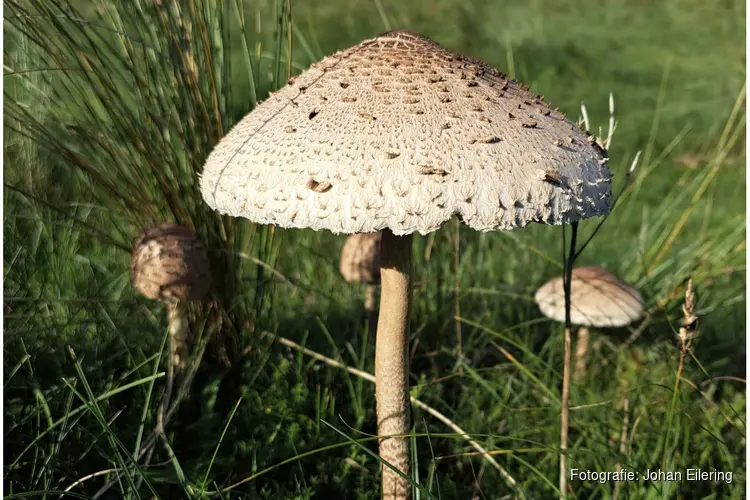 Paddenstoelen zoeken in de duinen