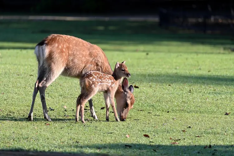 Dierendag Hertenkamp Bergen