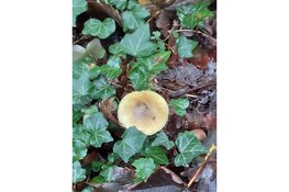 Wandeling Wimmenummerduinen op zondag 2 november