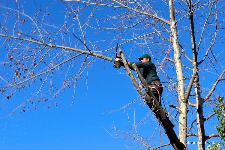 Start snoeiwerkzaamheden bomen