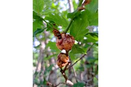 Waarom is het stil in de duinen? Ontdek het samen met de IVN-gids!