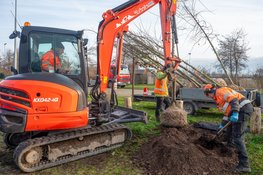 Gemeente Bergen plant bijzondere Cristine Buisman-iepen