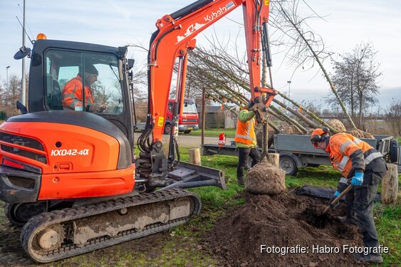 Gemeente Bergen plant bijzondere Cristine Buisman-iepen