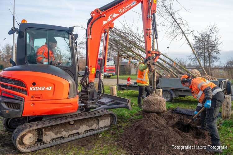 Gemeente Bergen plant bijzondere Cristine Buisman-iepen