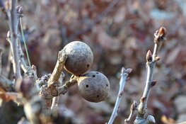 Kerstwandeling 25 december Bergen