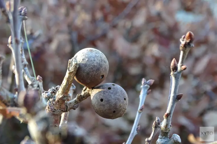 Kerstwandeling 25 december Bergen