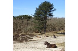 De natuur nodigd u uit voor een zoektocht naar vlinders in wintertijd