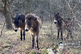 Natuur- en cultuurwandeling Bergen aan Zee