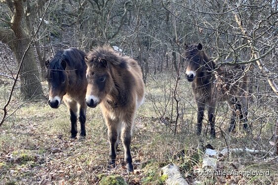 Natuur- en cultuurwandeling Bergen aan Zee