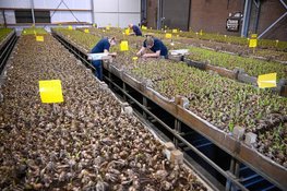 Van ambitie naar actie: gemeente Bergen start praktijkfase biologische bollenteelt